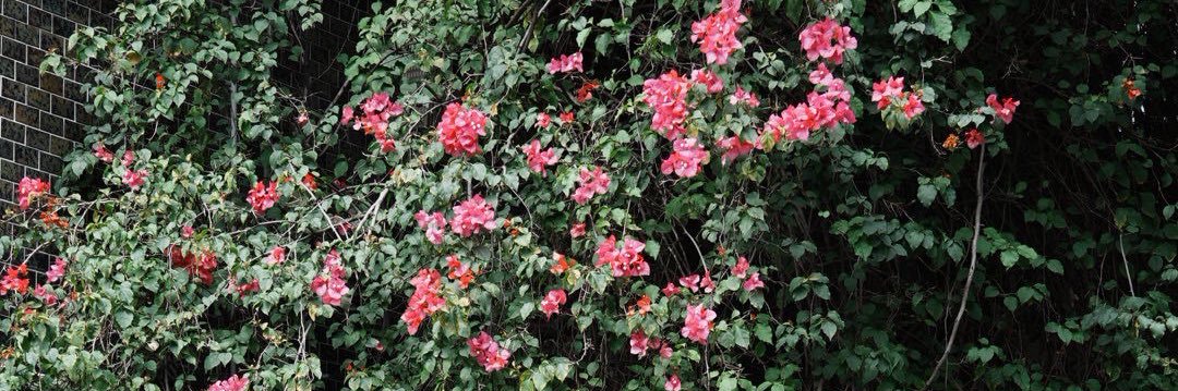中薗 菜々子 banner