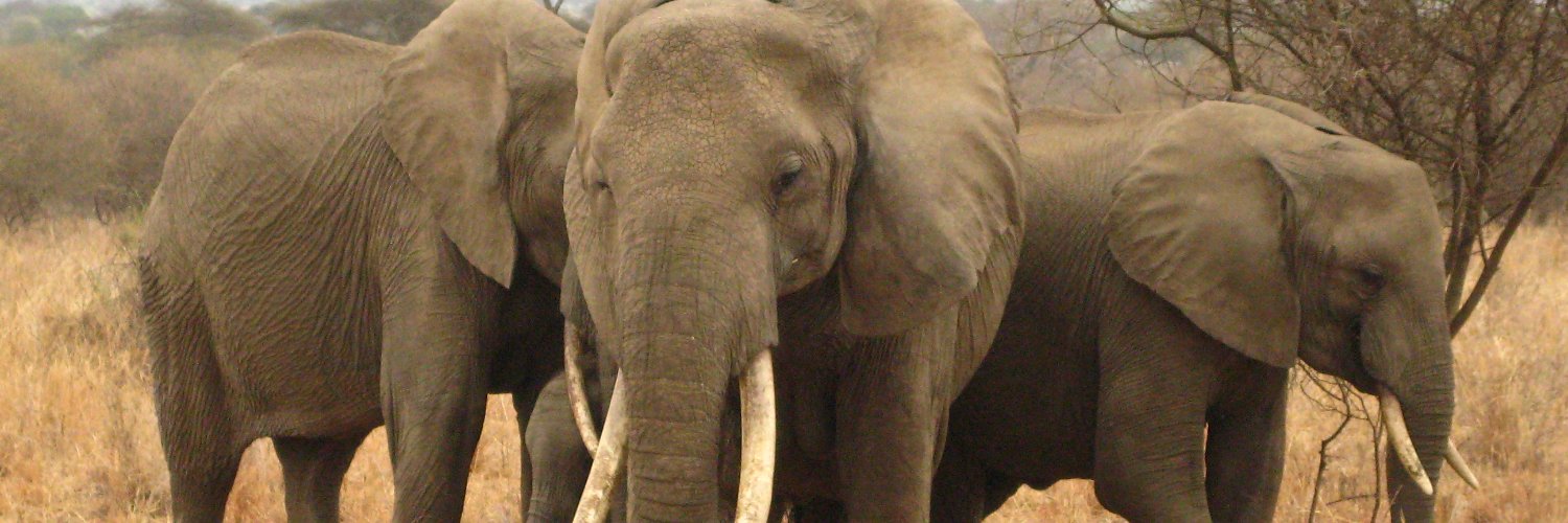 RowdyElephant's profile banner image