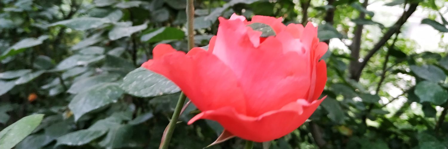 RajArvind709's profile banner image