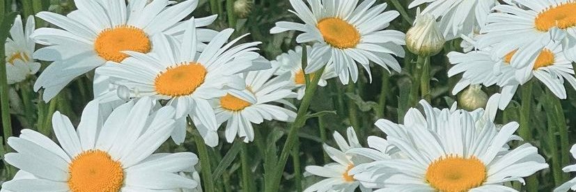 🐻🌻 nat.k.onge ✨☀️ banner
