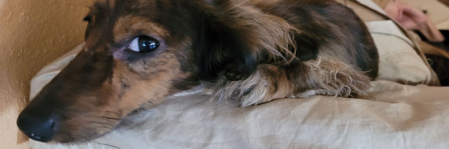 meepdog's profile banner image