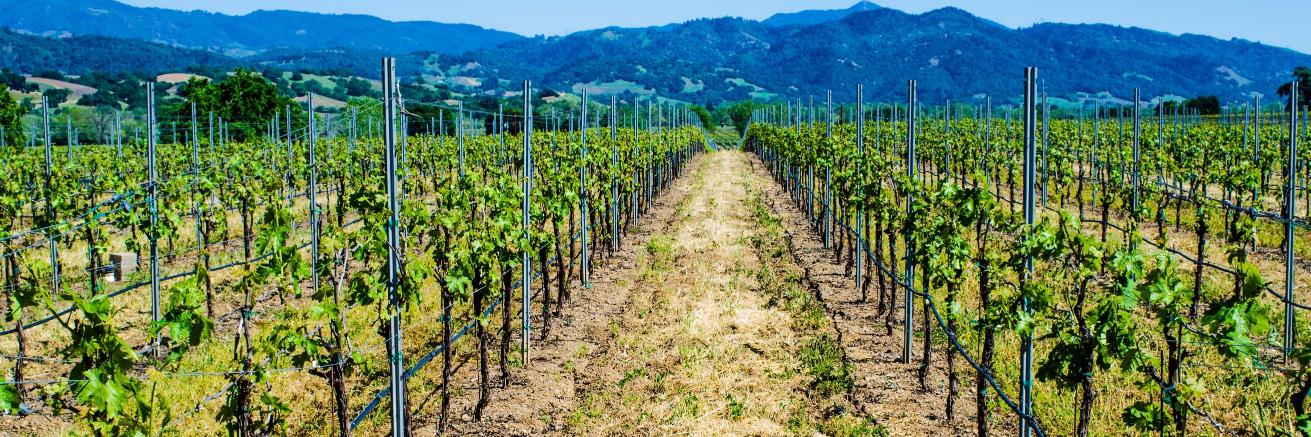 TrioneWinery's profile banner image