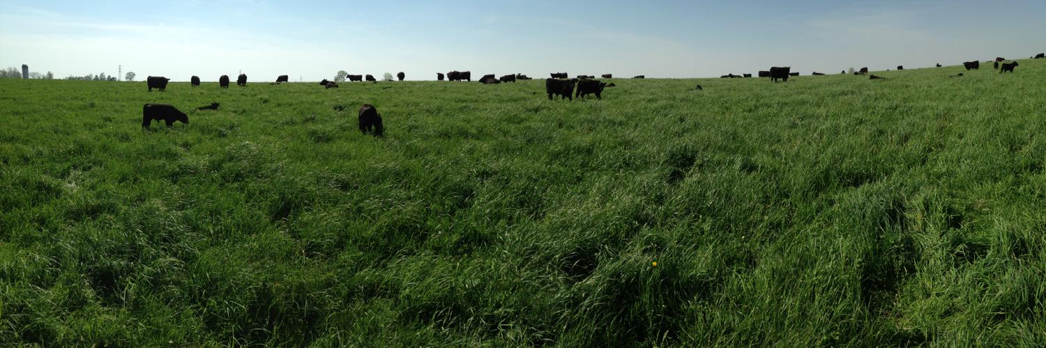 Stewart Select Angus banner