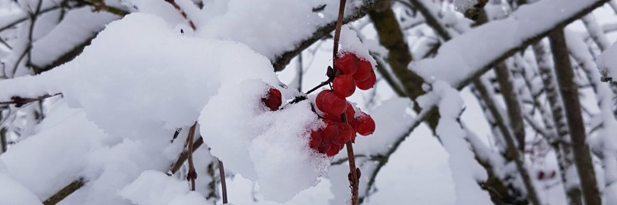 volga_sha's profile banner image
