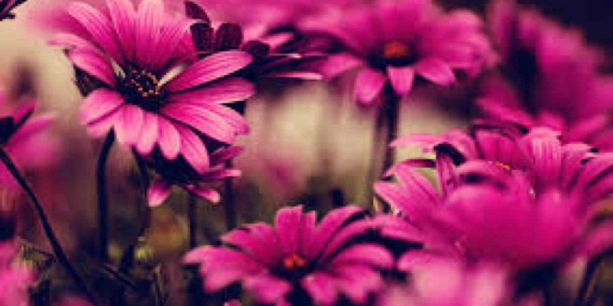 abbie_speed's profile banner image