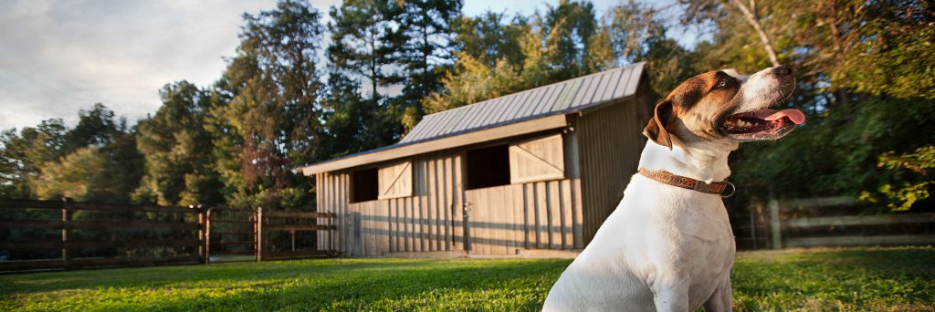 paws4ever_nc's profile banner image