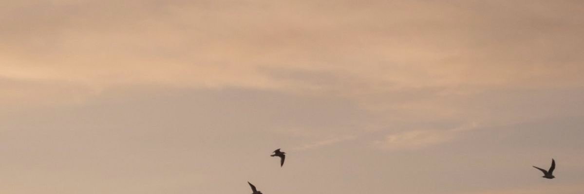 fahxfaraway's profile banner image