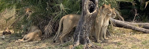 catsunbear Profile Banner