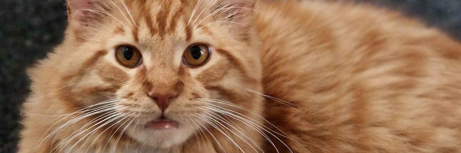 Ashley💫🌸 banner