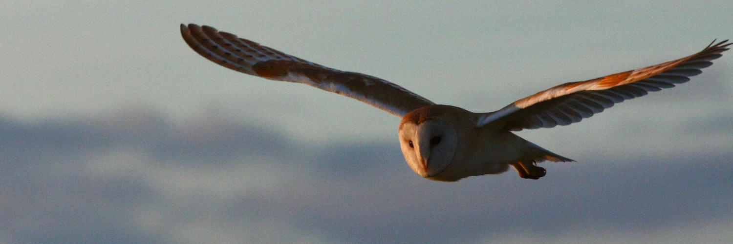 JanLever's profile banner image