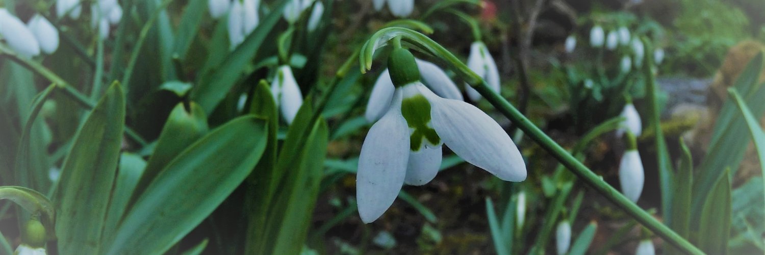 iris_orduna's profile banner image