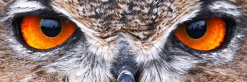 Luonidus's profile banner image