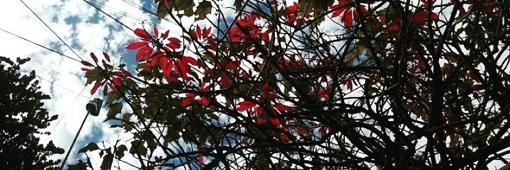Alaskaa85's profile banner image