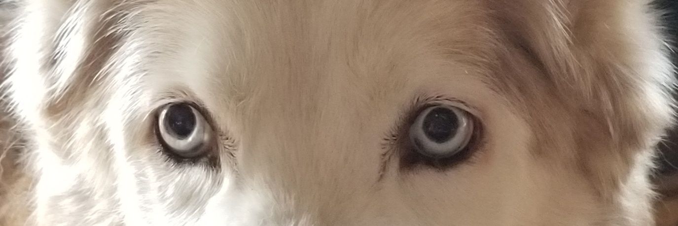 Rustyfoxfyre's profile banner image