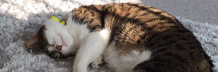 bubblesx3's profile banner image
