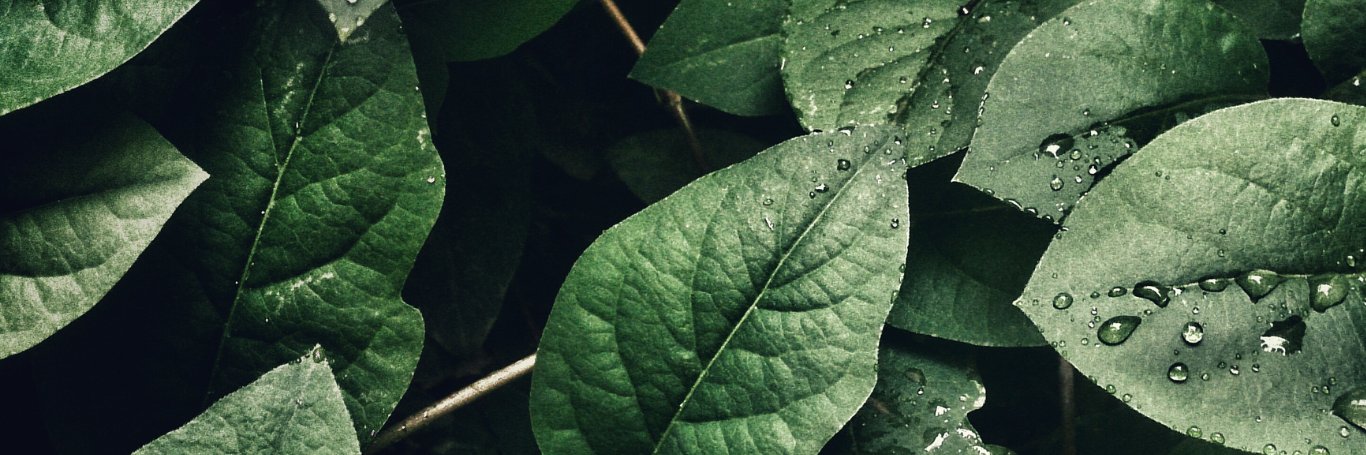 The Health Shows banner