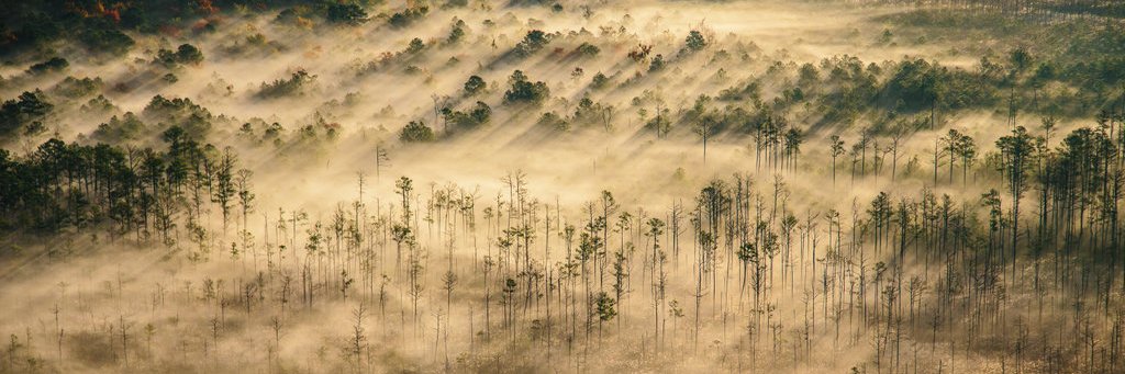 Erol Foundation banner