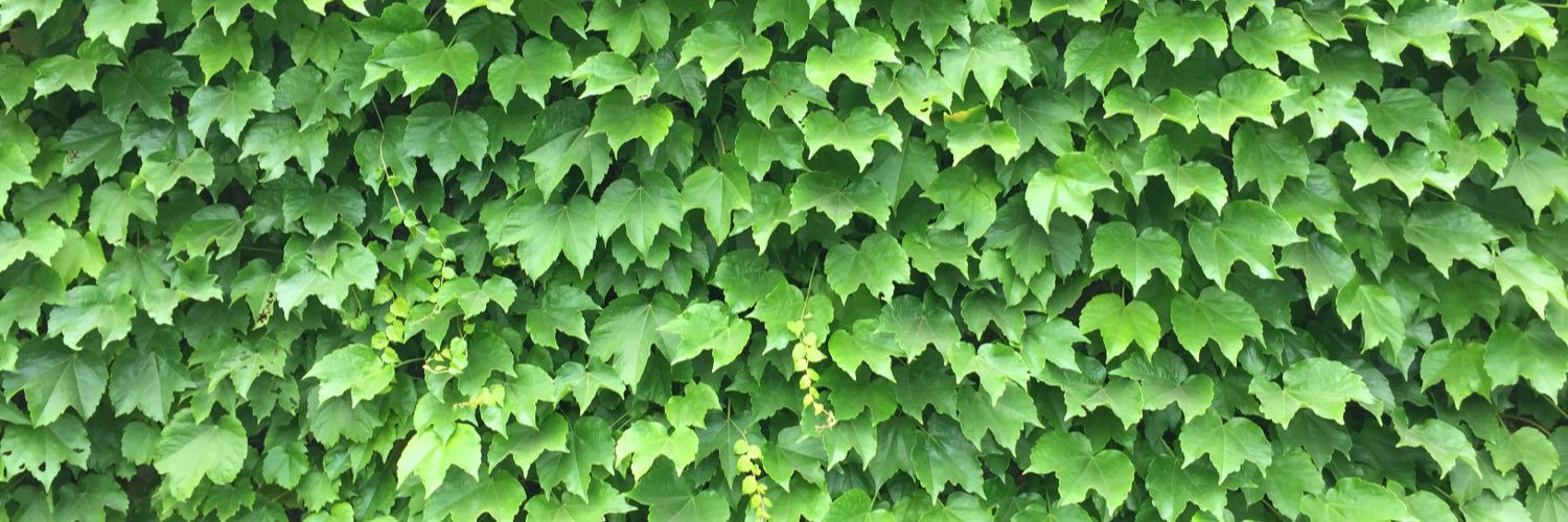 grapesteed's profile banner image