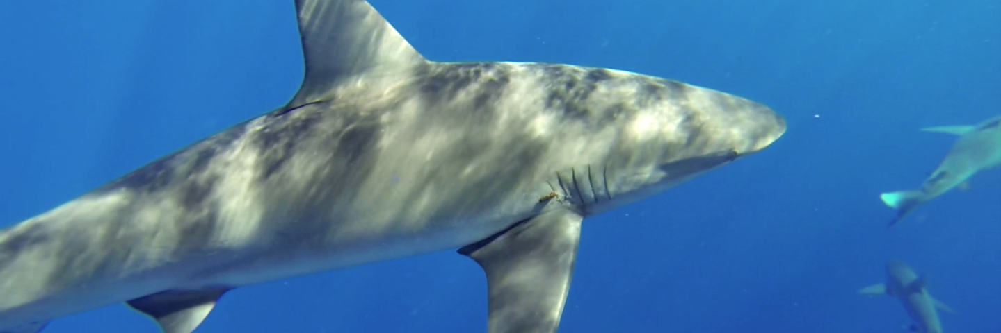 SharkyGoodsShop's profile banner image