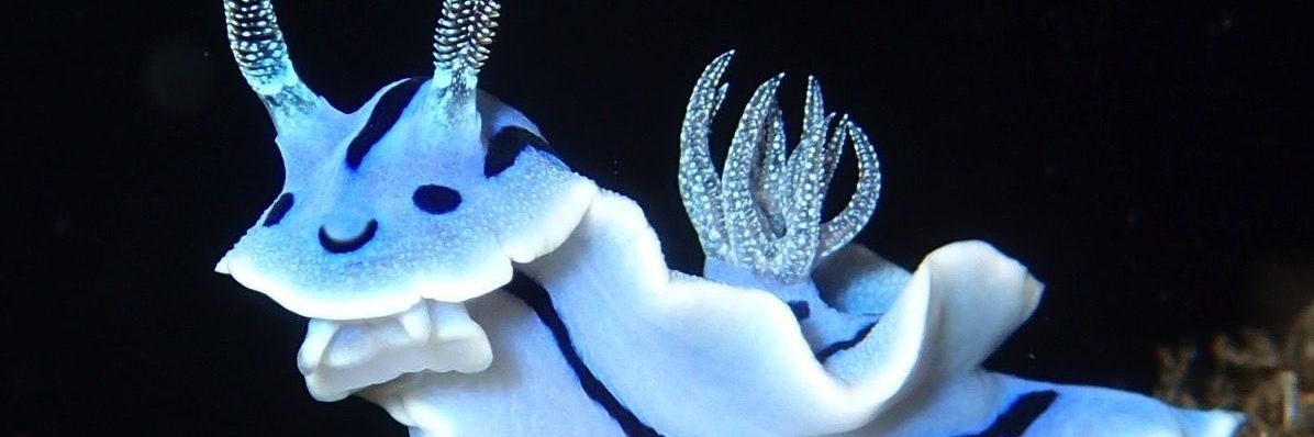 jackdoe211's profile banner image