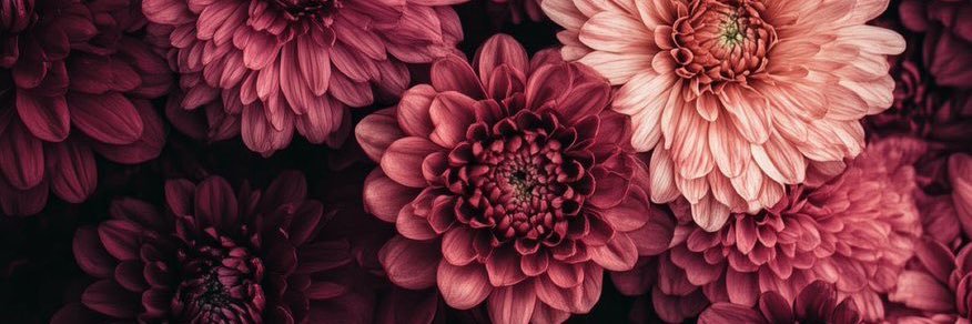 Cammi_es's profile banner image
