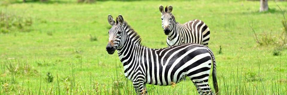 whyuganda's profile banner image