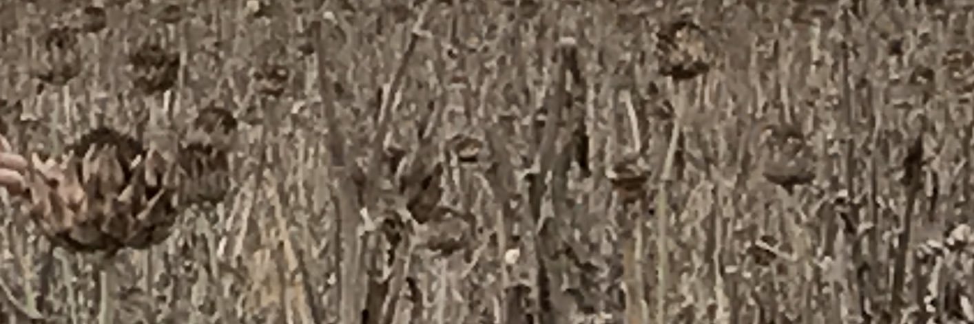 pepecugat's profile banner image