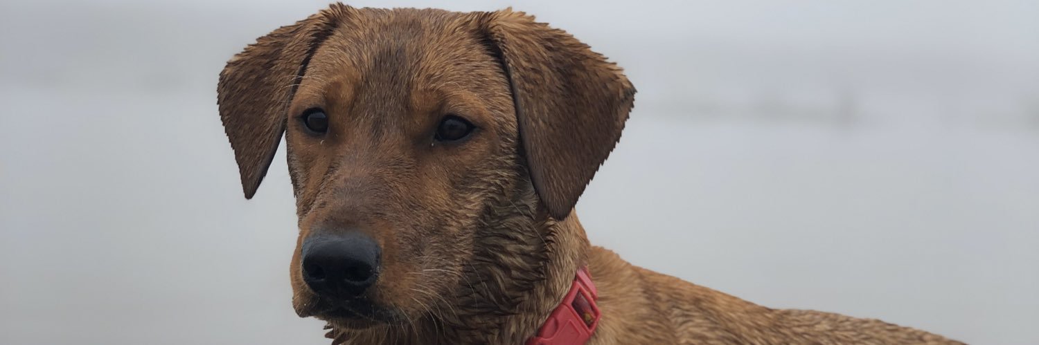 Calob Leindecker banner