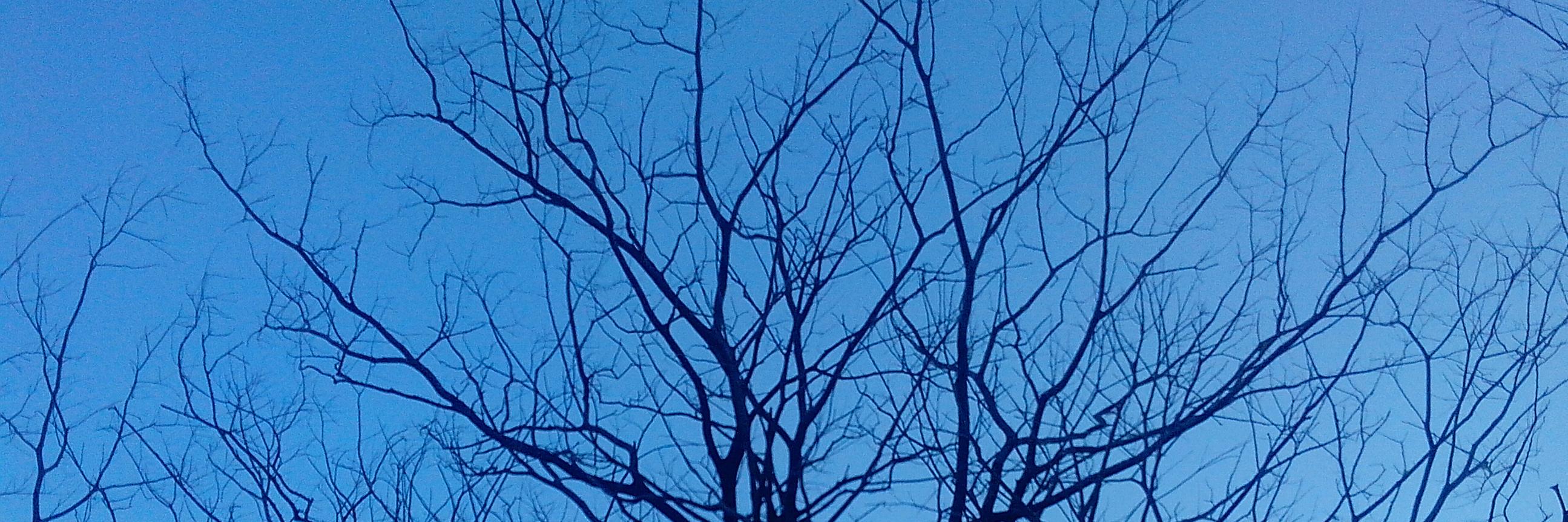 cideant's profile banner image