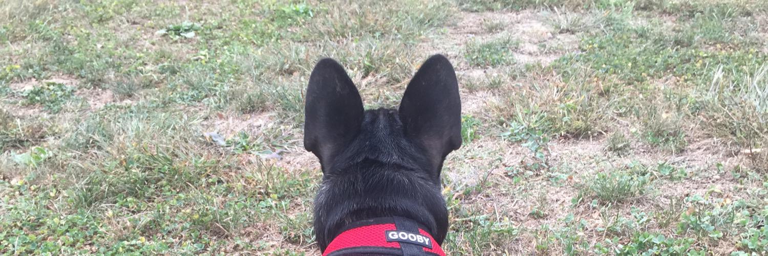 Bertram The Frenchie banner