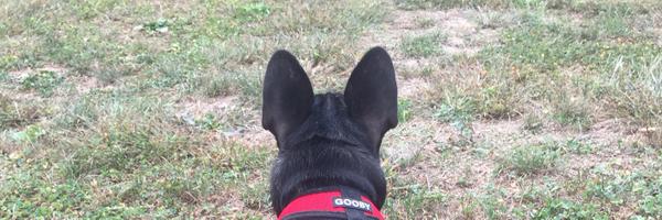bertramfrenchie Profile Banner