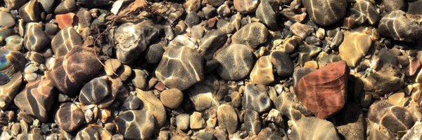 kinglet749 Profile Banner