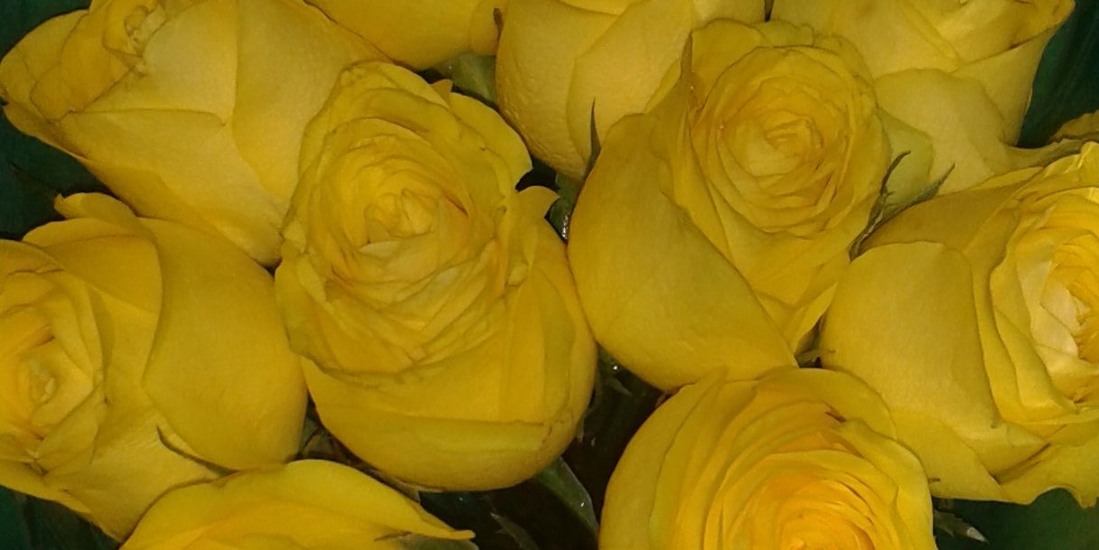PrjctYellowRose's profile banner image