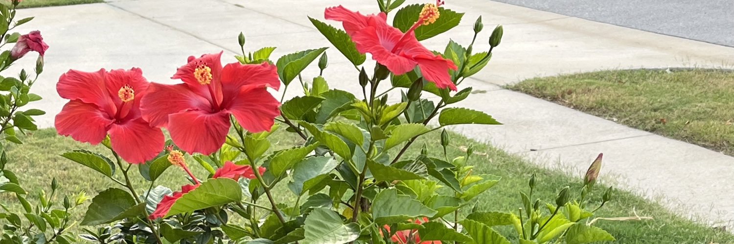 debra_hellman's profile banner image
