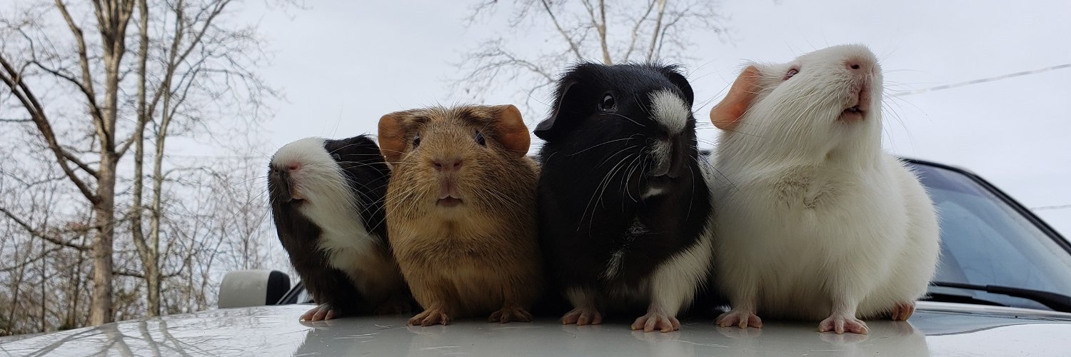 Skinnyguinea007's profile banner image