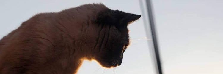 lyattt's profile banner image
