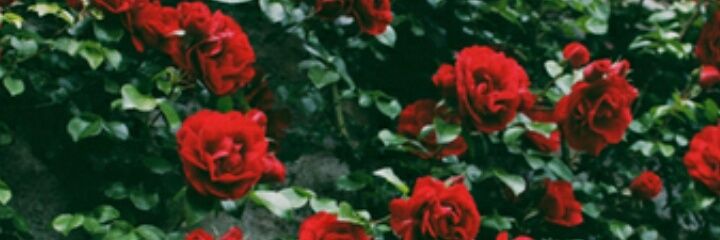 loresoag's profile banner image