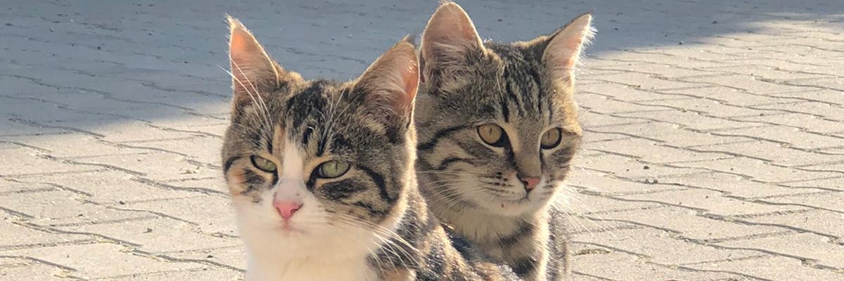 conilucy's profile banner image