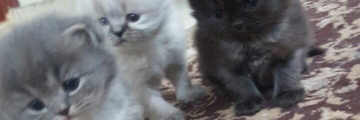 Rahash82Alsh's profile banner image
