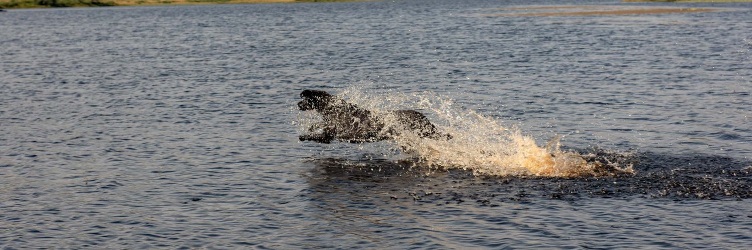 Highland Focus banner