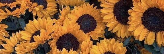 rebecaa_silvaa's profile banner image