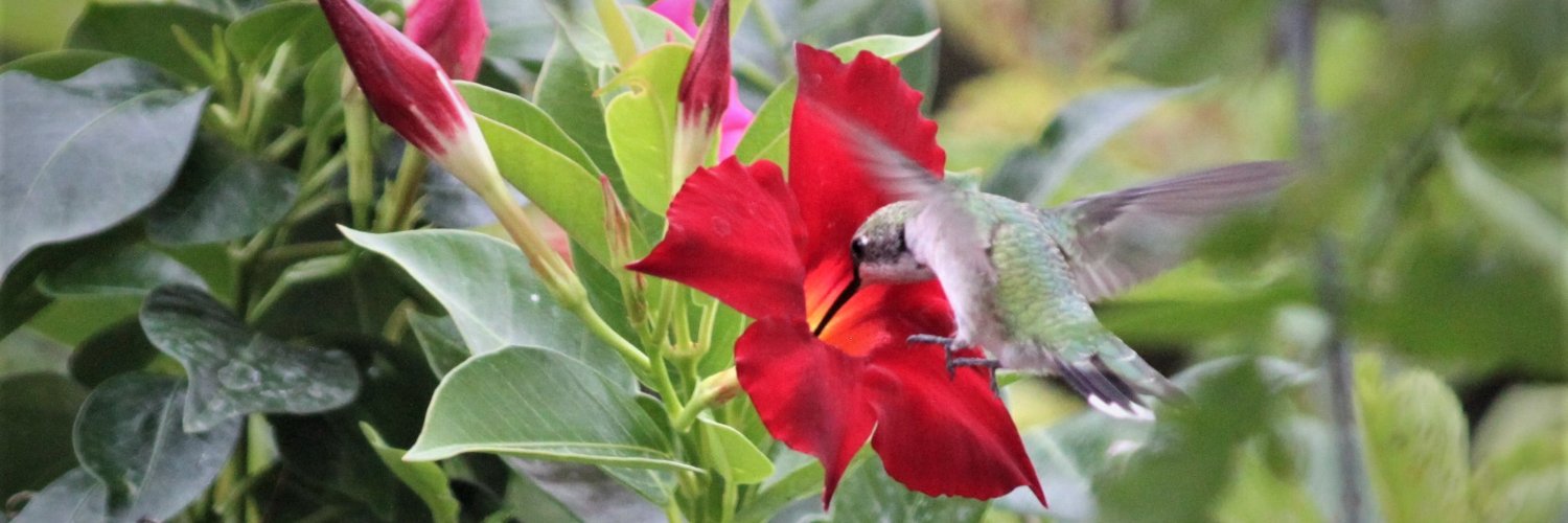Suzanne Baker banner