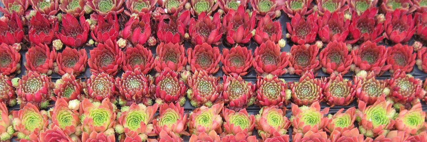 simpsucculents's profile banner image