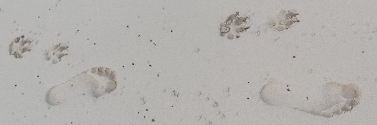 aracelicorreaPy's profile banner image
