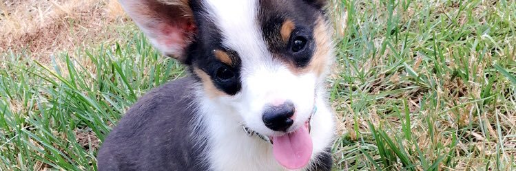 MaxxtheCorgi's profile banner image