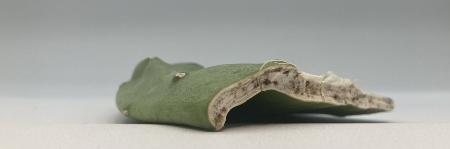 Meni Escalante-Rascón banner