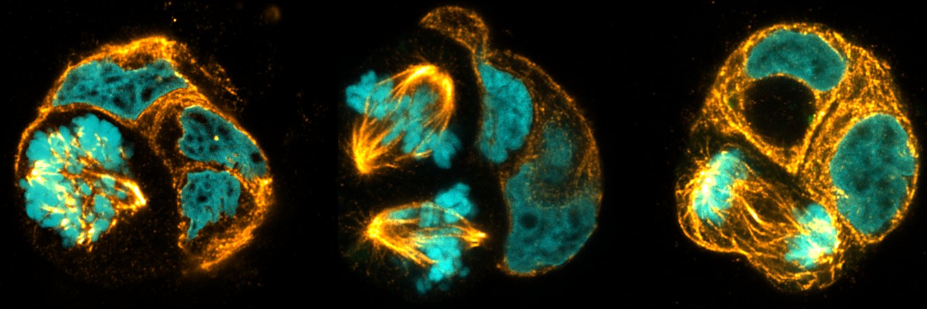 Eline Hendrix banner