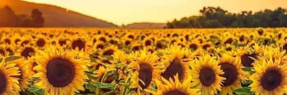 Shannon O'Hare 💙 ADHD DYSPRX DYSLX IS banner