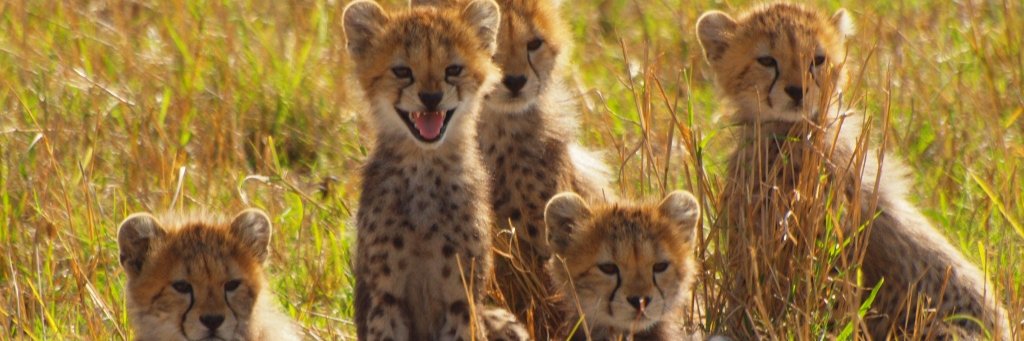 DaneSafari's profile banner image
