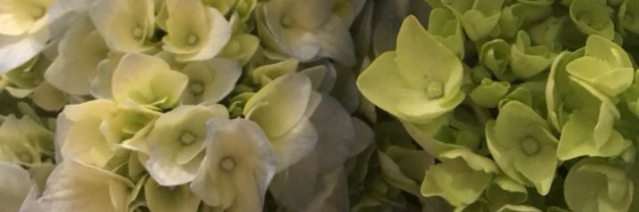 Caroline Morton banner